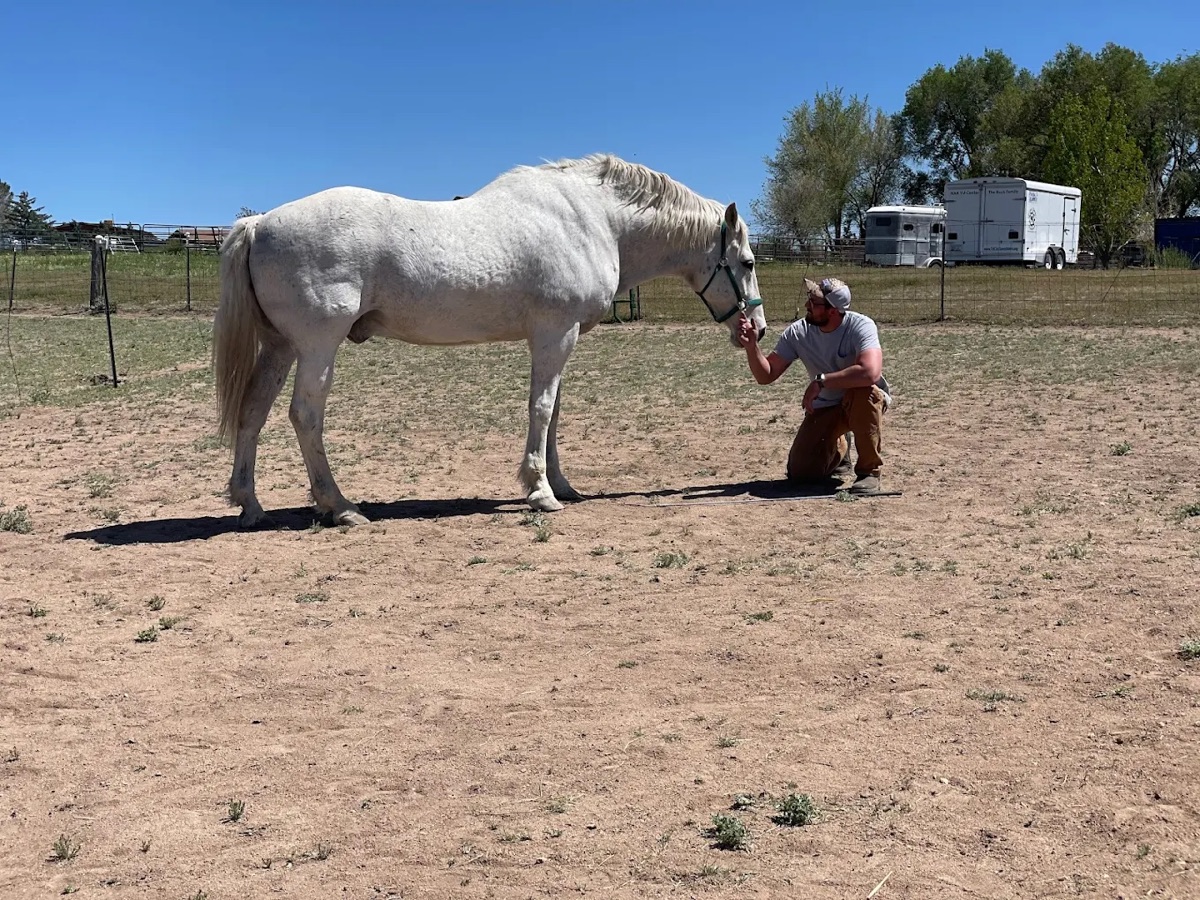 Equine therapy on open ground